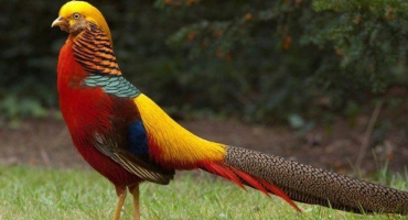 Zlatý bažant - jak chovat a chovat ptáka v zajetí?